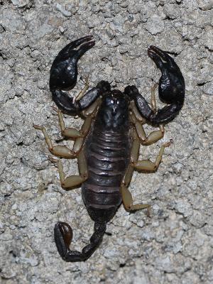  Euscorpius flavicaudis (De Geer, 1778)