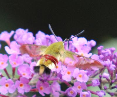 Sphinx gazé (Le), Sphinx du Chèvrefeuille (Le) Hemaris fuciformis (Linnaeus, 1758)