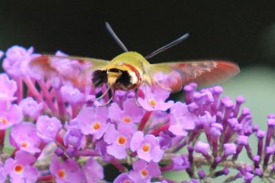 Sphinx gazé (Le), Sphinx du Chèvrefeuille (Le) Hemaris fuciformis (Linnaeus, 1758)