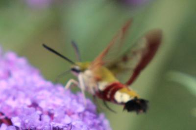 Sphinx gazé (Le), Sphinx du Chèvrefeuille (Le) Hemaris fuciformis (Linnaeus, 1758)