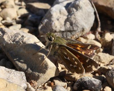 Virgule (La), Comma (Le) Hesperia comma (Linnaeus, 1758)
