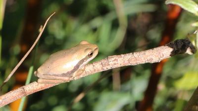 Rainette méridionale Hyla meridionalis Boettger, 1874