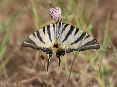 Flambé (Le) Iphiclides podalirius (Linnaeus, 1758)