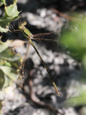Leste sauvage Lestes barbarus (Fabricius, 1798)