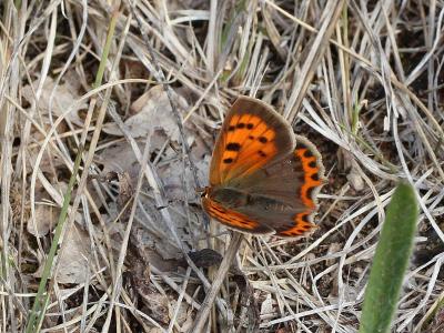 Cuivré commun (Le), Argus bronzé (L'), Bronzé (Le) Lycaena phlaeas (Linnaeus, 1760)