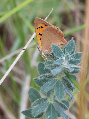 Cuivré commun (Le), Argus bronzé (L'), Bronzé (Le) Lycaena phlaeas (Linnaeus, 1760)