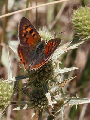 Cuivré commun (Le), Argus bronzé (L'), Bronzé (Le) Lycaena phlaeas (Linnaeus, 1760)