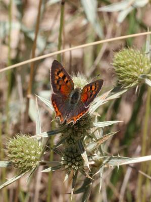 Cuivré commun (Le), Argus bronzé (L'), Bronzé (Le) Lycaena phlaeas (Linnaeus, 1760)