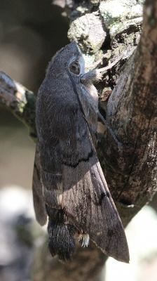 Moro-Sphinx (Le), Sphinx du Caille-Lait (Le) Macroglossum stellatarum (Linnaeus, 1758)