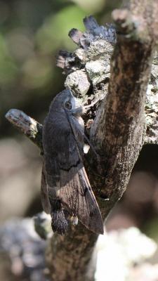 Moro-Sphinx (Le), Sphinx du Caille-Lait (Le) Macroglossum stellatarum (Linnaeus, 1758)