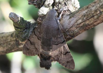 Moro-Sphinx (Le), Sphinx du Caille-Lait (Le) Macroglossum stellatarum (Linnaeus, 1758)