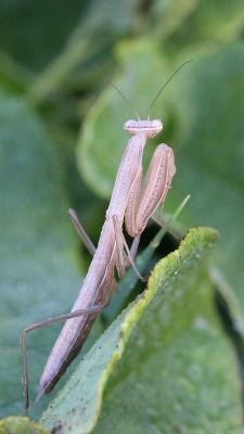 Mante religieuse Mantis religiosa (Linnaeus, 1758)