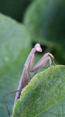 Mante religieuse Mantis religiosa (Linnaeus, 1758)