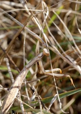 Mante religieuse Mantis religiosa (Linnaeus, 1758)