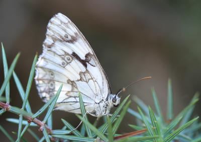 Echiquier ibérique (L'), Échiquier d'Ibérie (L') Melanargia lachesis (Hübner, 1790)