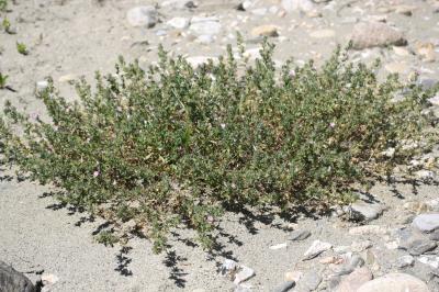Bugrane épineuse, Arrête-boeuf Ononis spinosa L., 1753