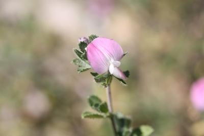 Bugrane épineuse, Arrête-boeuf Ononis spinosa L., 1753