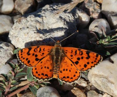 Mélitée orangée (La), Damier orangé (Le), Diane (L Melitaea didyma (Esper, 1778)