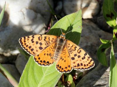 Mélitée orangée (La), Damier orangé (Le), Diane (L Melitaea didyma (Esper, 1778)