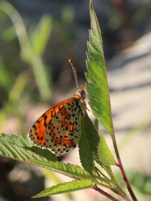 Mélitée orangée (La), Damier orangé (Le), Diane (L Melitaea didyma (Esper, 1778)
