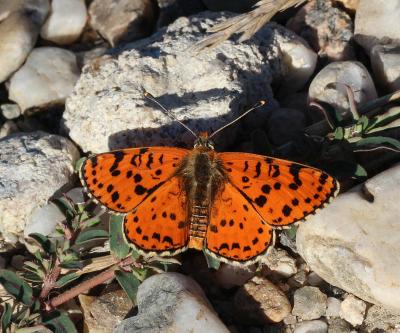 Mélitée orangée (La), Damier orangé (Le), Diane (L Melitaea didyma (Esper, 1778)