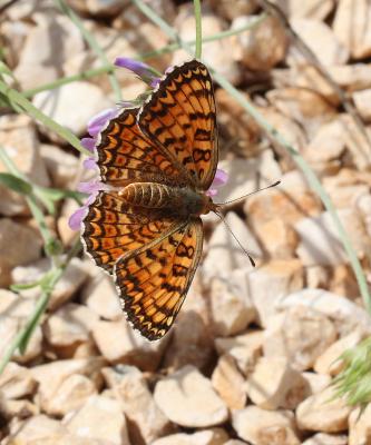 Mélitée des Centaurées (La), Grand Damier (Le) Melitaea phoebe (Denis & Schiffermüller, 1775)