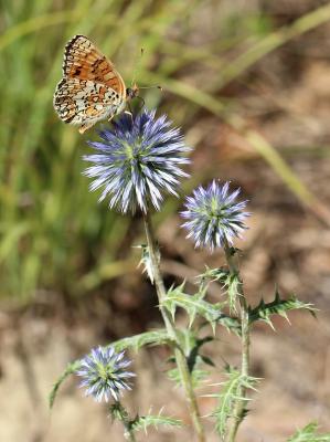 Mélitée des Centaurées (La), Grand Damier (Le) Melitaea phoebe (Denis & Schiffermüller, 1775)