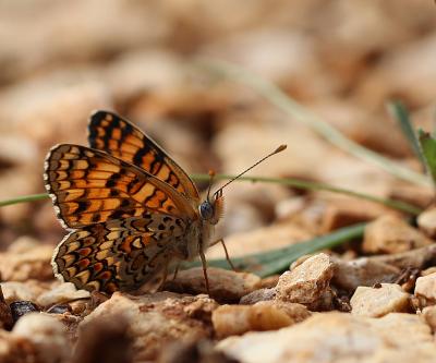 Mélitée des Centaurées (La), Grand Damier (Le) Melitaea phoebe (Denis & Schiffermüller, 1775)