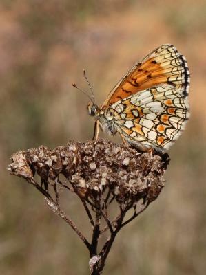  Melitaea Fabricius, 1807