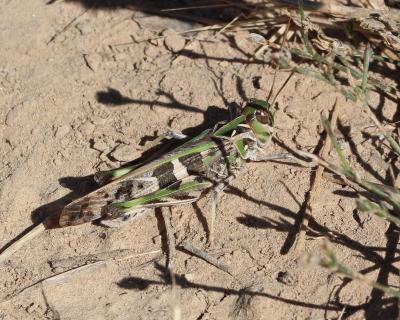 Oedipode soufrée Oedaleus decorus (Germar, 1825)