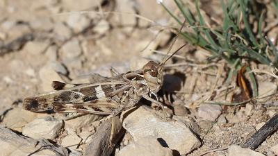 Oedipode soufrée Oedaleus decorus (Germar, 1825)