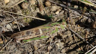 Oedipode soufrée Oedaleus decorus (Germar, 1825)