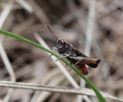Criquet noir-ébène Omocestus rufipes (Zetterstedt, 1821)