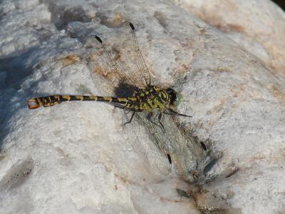 Gomphe à forceps (Le), Gomphe à pinces (Le) Onychogomphus forcipatus (Linnaeus, 1758)