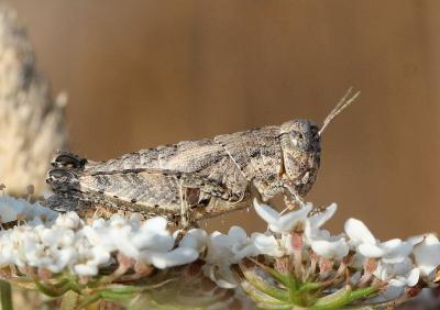 Criquet pansu Pezotettix giornae (Rossi, 1794)