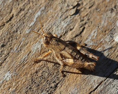 Criquet pansu Pezotettix giornae (Rossi, 1794)