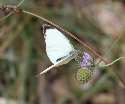 Piéride du Chou (La), Grande Piéride du Chou (La), Pieris brassicae (Linnaeus, 1758)