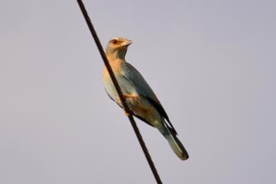 Rollier d'Europe Coracias garrulus Linnaeus, 1758