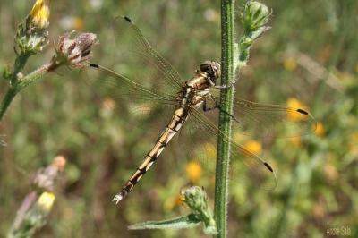 Orthétrum à stylets blancs (L') Orthetrum albistylum (Selys, 1848)