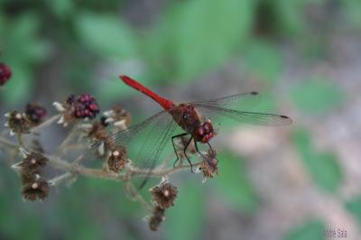 Sympétrum sanguin (Le), Sympétrum rouge sang (Le) Sympetrum sanguineum (O.F. Müller, 1764)