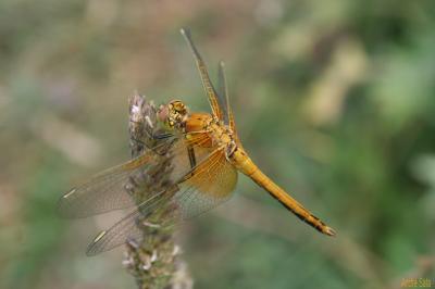 Sympétrum jaune d'or (Le) Sympetrum flaveolum (Linnaeus, 1758)