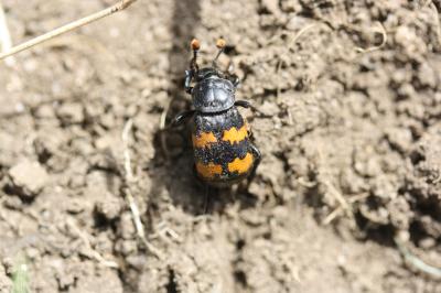 Nécrophores Silphidae Latreille, 1806