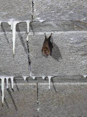 Petit rhinolophe Rhinolophus hipposideros (Bechstein, 1800)