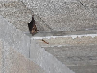 Petit rhinolophe Rhinolophus hipposideros (Bechstein, 1800)