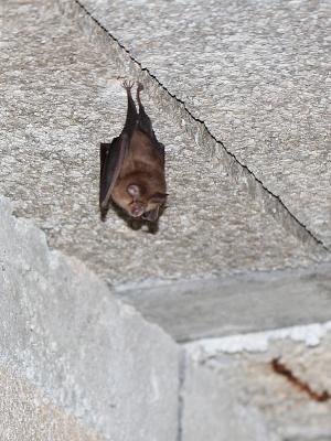 Petit rhinolophe Rhinolophus hipposideros (Bechstein, 1800)