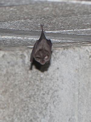 Petit rhinolophe Rhinolophus hipposideros (Bechstein, 1800)
