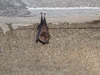 Petit rhinolophe Rhinolophus hipposideros (Bechstein, 1800)