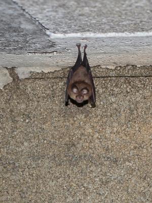 Petit rhinolophe Rhinolophus hipposideros (Bechstein, 1800)