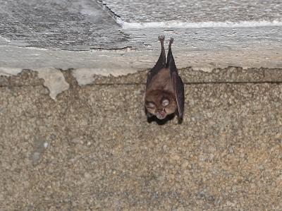 Petit rhinolophe Rhinolophus hipposideros (Bechstein, 1800)