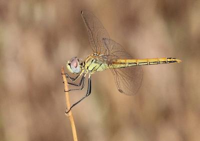 Sympétrum de Fonscolombe (Le) Sympetrum fonscolombii (Selys, 1840)